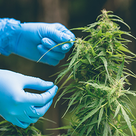 Stiiizy Pre-Rolled Joints Contain Less THC Than Advertised, Class Action Alleges