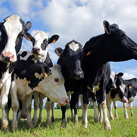 ‘Big Four’ Beef Cos. Face Class Action Lawsuit Over Alleged Conspiracy to Suppress the Price of Fed Cattle [UPDATE]