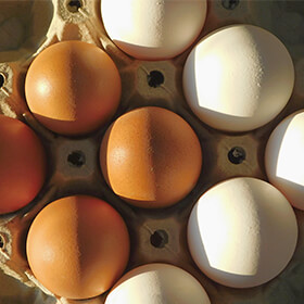 Eggland’s Best Lawsuit Claims Egg-Producing Hens Are Not Cage-Free as Advertised