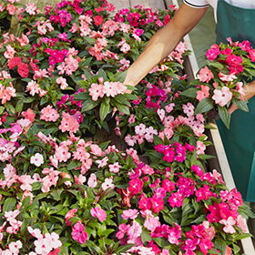McKenzie Floral Facing Unpaid Overtime Lawsuit in New York