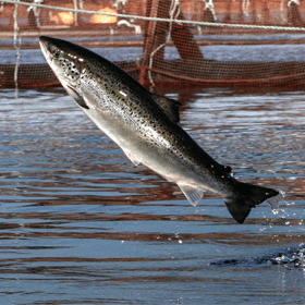 Norwegian Fisheries Accused of Colluding to Fix Prices of Farmed Atlantic Salmon
