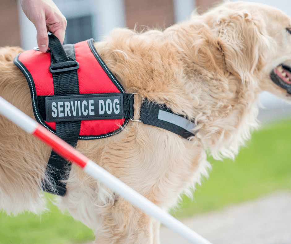 Class Action Lawsuit Says Support Pets&rsquo; Emotional Support Animal, Service Dog Documentation has &lsquo;No Legal Significance&rsquo;