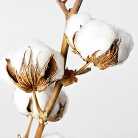 Perry Ellis Shirts Not Made with as Much Pima Cotton as Advertised, Class Action Claims