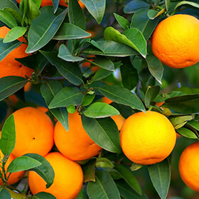 Class Action Alleges Ener-C Drink Mixes Are Falsely Advertised as All-Natural