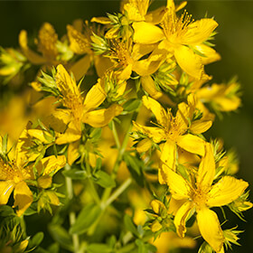 Following FDA Warning, Blossom Nature Hit with Class Action Over Sale of St. John’s Wort Extract