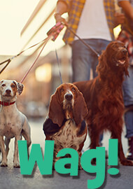 Walk This Way: ‘Uber for Dog Walkers’ App-Maker Wag Labs Hit with Class Action Over Alleged Dog Deaths