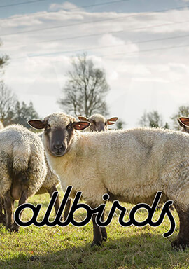 Class Action: Wool Shoe Manufacturer Allbirds Misled Consumers with Sustainability, Animal Welfare Claims