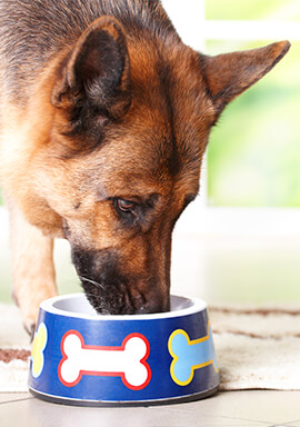 Class Action Claims Simply Nourish ‘Natural’ Pet Food Contains Synthetic Ingredients