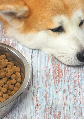 File a Claim: $6.3 Million Midwestern Pet Foods Settlement Offers Refunds, Compensation for Pet Injuries