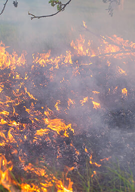 Hawaii Utilities’ Failure to Cut Power Sparked Maui Wildfires, Class Action Alleges