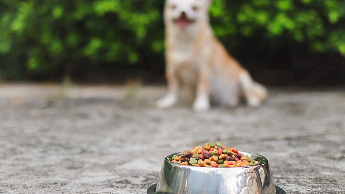 MidAmerica Pet Food Recall Lawsuit Filed Over Salmonella Contamination